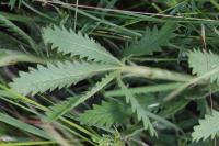 Potentilla recta