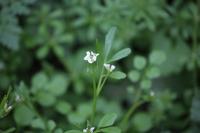 Cardamine hirsuta