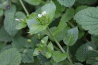 Stellaria media