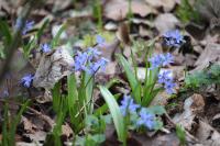 Scilla bifolia