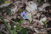 Scilla bifolia