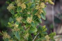 Buxus sempervirens