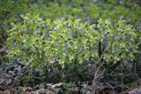 Helleborus foetidus