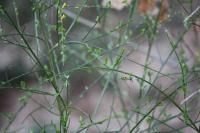 Cytisus scoparius