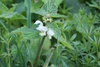 Lamium album