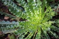 Reseda luteola