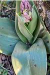 Himantoglossum robertianum