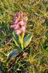 Himantoglossum robertianum