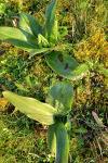Himantoglossum robertianum