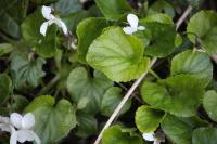 Viola odorata