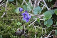 Viola odorata