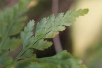 Asplenium adiantum-nigrum