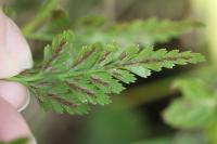 Asplenium adiantum-nigrum