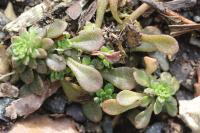 Sedum cepaea