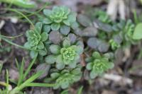 Sedum cepaea