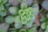 Sedum cepaea