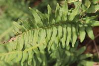 Polypodium vulgare