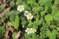 Potentilla sterilis