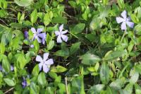 Vinca minor