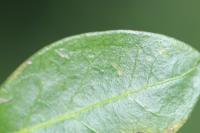 Vinca minor