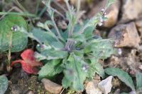 Draba muralis