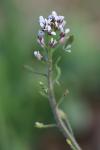 Draba muralis
