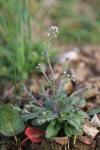 Draba muralis