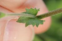 Draba muralis