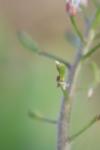 Draba muralis