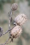 Datura stramonium
