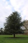 Cedrus deodara