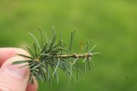 Cedrus deodara