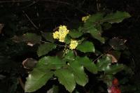 Berberis aquifolium