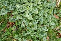 Cyclamen hederifolium