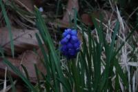Muscari neglectum