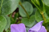 Vinca major