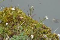 Cardamine hirsuta