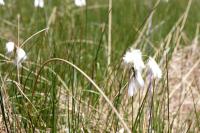 Eriophorum angustifolium