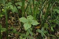 Paris quadrifolia