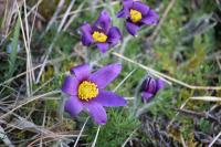Pulsatilla vulgaris