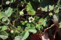 Potentilla sterilis