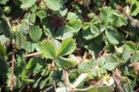 Potentilla sterilis