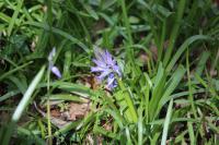 Hyacinthoides non-scripta