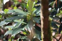 Daphne laureola