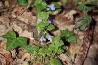 Glechoma hederacea