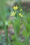 Gagea lutea