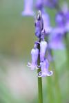 Hyacinthoides non-scripta