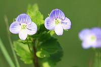 Veronica persica