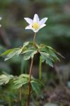 Anemone nemorosa