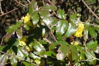 Berberis aquifolium